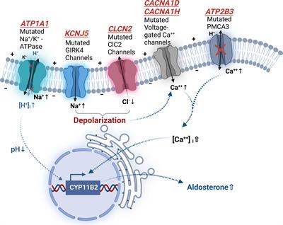 Cardiovascular and metabolic characters of KCNJ5 somatic mutations in primary aldosteronism